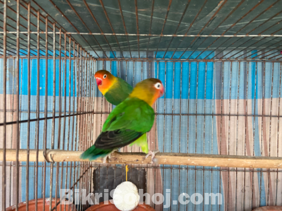 (লাভ বার্ড পাখি)